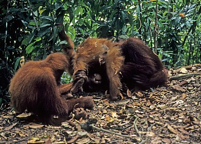 Orang Utans (Pongo abelii) - Leuser National Park