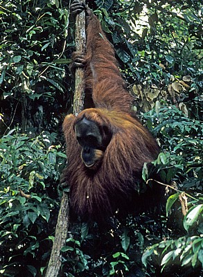 Orang Utan (Pongo abelii) - Leuser National Park