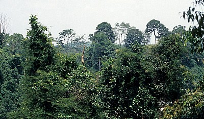 Baumkronen - Leuser National Park