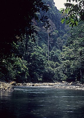 Bohorok am Gunung Leuser National Park - Leuser National Park
