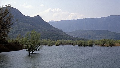 Skutarisee: Versunkene Bäume - Virpazar