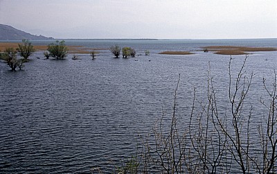 Skutarisee: Versunkene Bäume - Virpazar