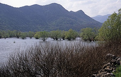 Skutarisee: Versunkene Bäume - Virpazar