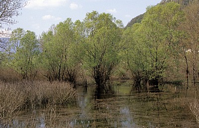 Skutarisee: Versunkene Bäume - Virpazar