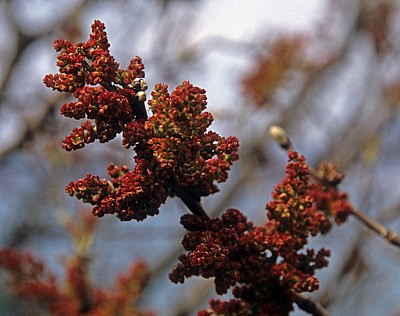 Pflanze mit Knospen - Budva