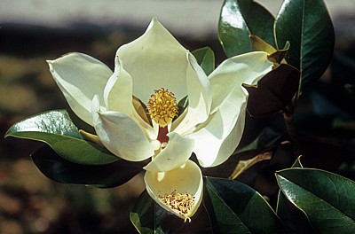 Blüte der immergrünen Magnolie (Magnolia grandiflora) - Stra