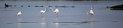 Flamingos (Phoenicopterus ruber roseus) - Stagno di Santa Gilla