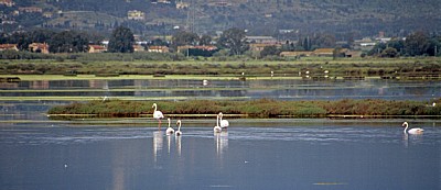 Flamingos (Phoenicopterus ruber roseus) - Stagno di Santa Gilla