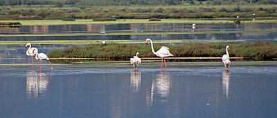 Flamingos (Phoenicopterus ruber roseus) - Stagno di Santa Gilla