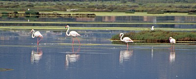 Flamingos (Phoenicopterus ruber roseus) - Stagno di Santa Gilla