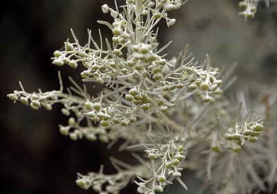 Pflanze - Stagno di Santa Gilla
