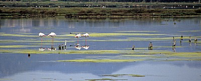 Flamingos (Phoenicopterus ruber roseus) - Stagno di Santa Gilla