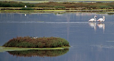 Flamingos (Phoenicopterus ruber roseus) und Möwen - Stagno di Santa Gilla