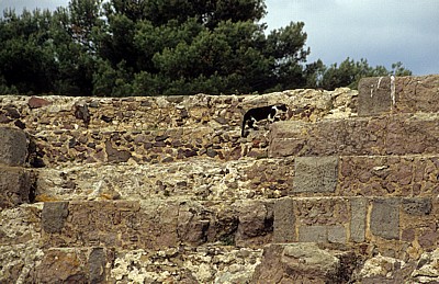 Katze im Römischen Theater - Nora