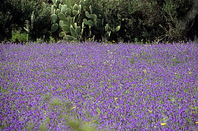 Blumenfeld - Sant' Antioco (Insel)