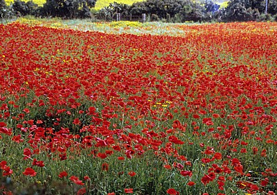 Blumenfeld: Klatschmohn (Papaver rhoeas) - Sant' Antioco (Insel)