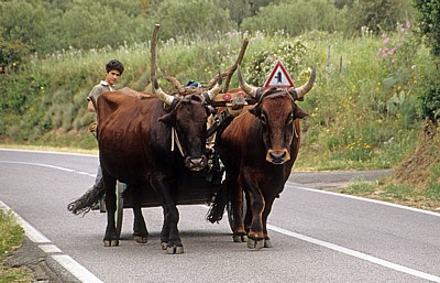 Zwischen Iglesias und Gúspini: Ochsengespann - Parco geominerario storico e ambientale