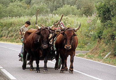 Zwischen Iglesias und Gúspini: Ochsengespann - Parco geominerario storico e ambientale