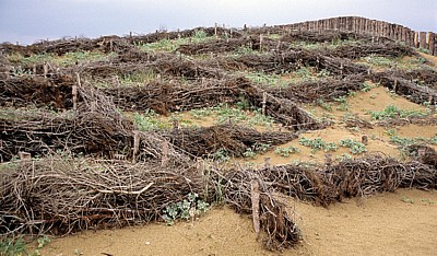 Dünenschutz - Is Arenas