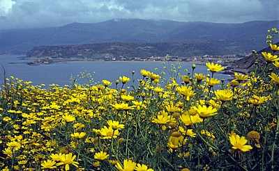 Blütenmeer: u. a. Färber-Hundskamille (Anthemis tinctoria) - Bosa Marina