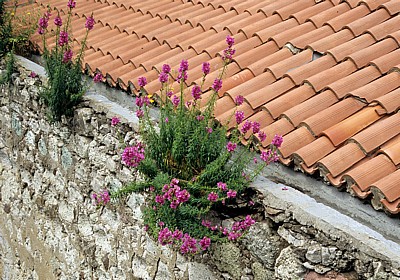 Pflanzen erobern die Steinmauern - Bosa