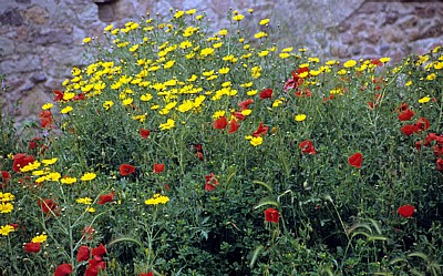 Castello Malaspina (Serravalle): Klatschmohn (Papaver rhoeas) und Färber-Hundskamille (Anthemis tinctoria) - Bosa
