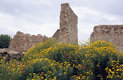 Färber-Hundskamille (Anthemis tinctoria) und Klatschmohn (Papaver rhoeas) im Castello Malaspina (Serravalle) - Bosa