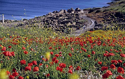 Blütenmeer u. a. mit Klatschmohn (Papaver rhoeas) - Tharros