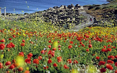 Blick auf das Ausgrabungsgelände - Tharros