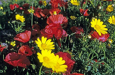 Klatschmohn (Papaver rhoeas) und Färber-Hundskamille (Anthemis tinctoria) - Tharros