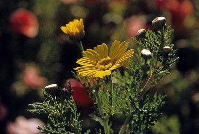 Färber-Hundskamille (Anthemis tinctoria) - Tharros