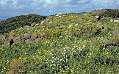 Blumen erobern das Ausgrabungsgelände - Tharros