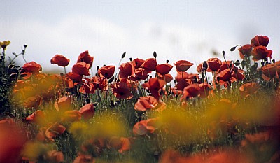 Klatschmohn (Papaver rhoeas) - Tharros