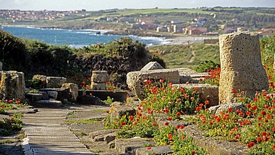 Cardo Maximus (Römische Straße) mit Klatschmohn (Papaver rhoeas) - Tharros