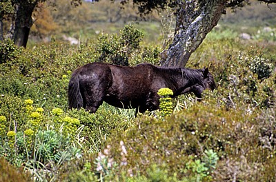 Wildpferd (Cavallini della Giara) - Giara di Gesturi