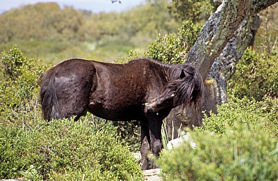 Wildpferd (Cavallini della Giara) - Giara di Gesturi