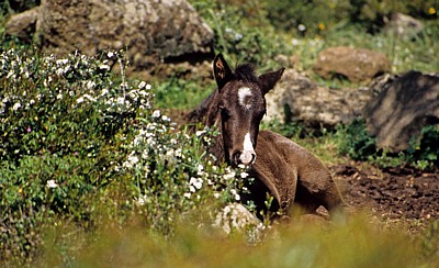 Wildpferd-Fohlen (Cavallini della Giara) - Giara di Gesturi