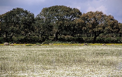 Sumpfwiese - Giara di Gesturi