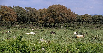 Ziegenherde - Giara di Gesturi