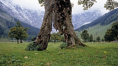 Bergahorn (Acer pseudoplatanus) - Eng