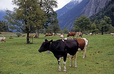Kühe am Großen Ahornboden - Eng