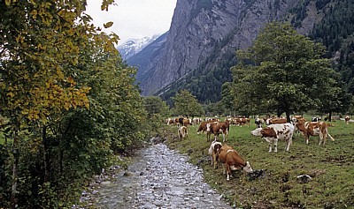 Kühe am Großen Ahornboden - Eng