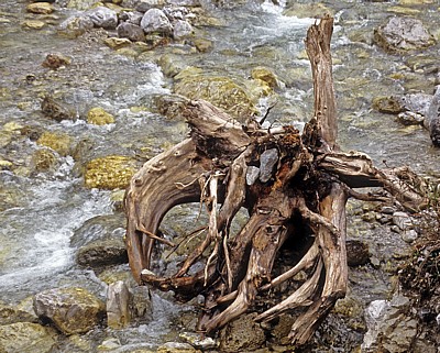 Baumstumpf im Wasser - Eng