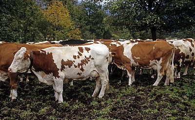 Kühe am Großen Ahornboden - Eng