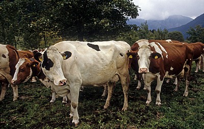 Kühe am Großen Ahornboden - Eng