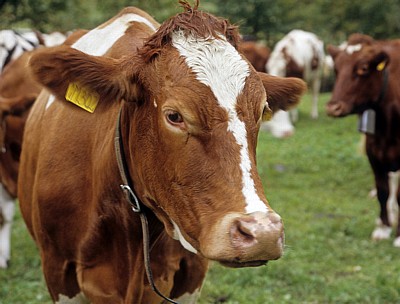 Kuh am Großen Ahornboden - Eng