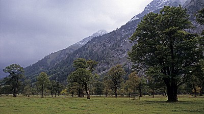 Bergahorn (Acer pseudoplatanus) - Großer Ahornboden