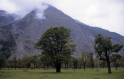 Bergahorn (Acer pseudoplatanus) - Großer Ahornboden