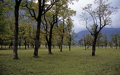 Bergahorn (Acer pseudoplatanus) - Großer Ahornboden
