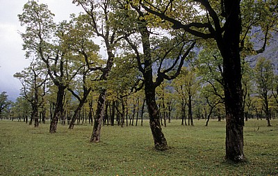 Bergahorn (Acer pseudoplatanus) - Großer Ahornboden